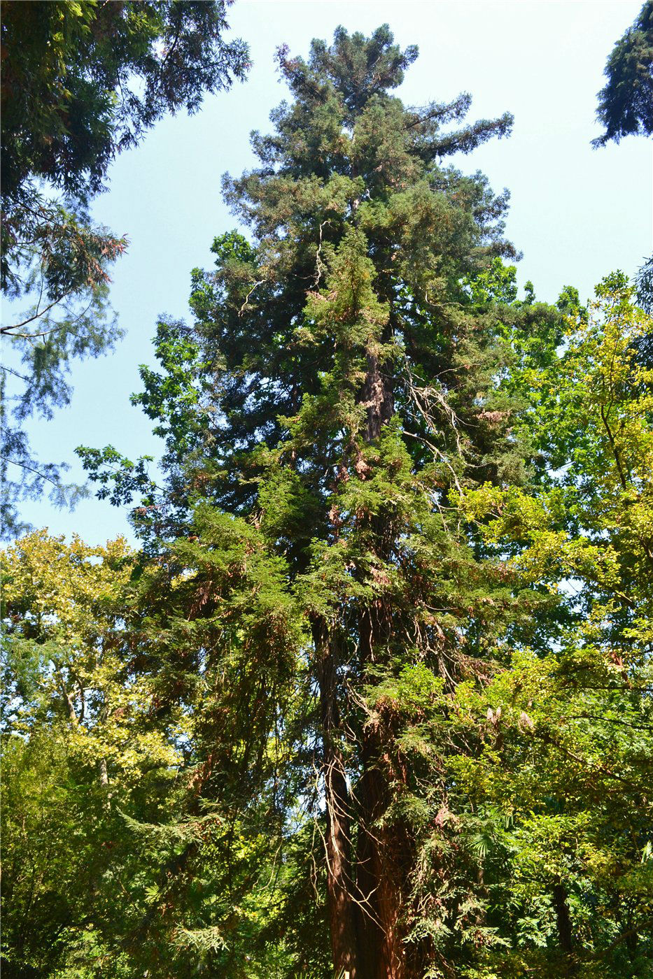 Изображение особи Sequoia sempervirens.