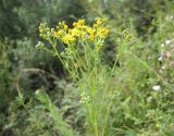 Senecio erucifolius