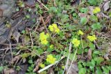 Chrysosplenium alternifolium