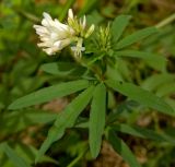 Trifolium spryginii