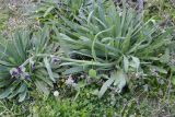 Anchusa officinalis