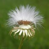 Senecio vernalis