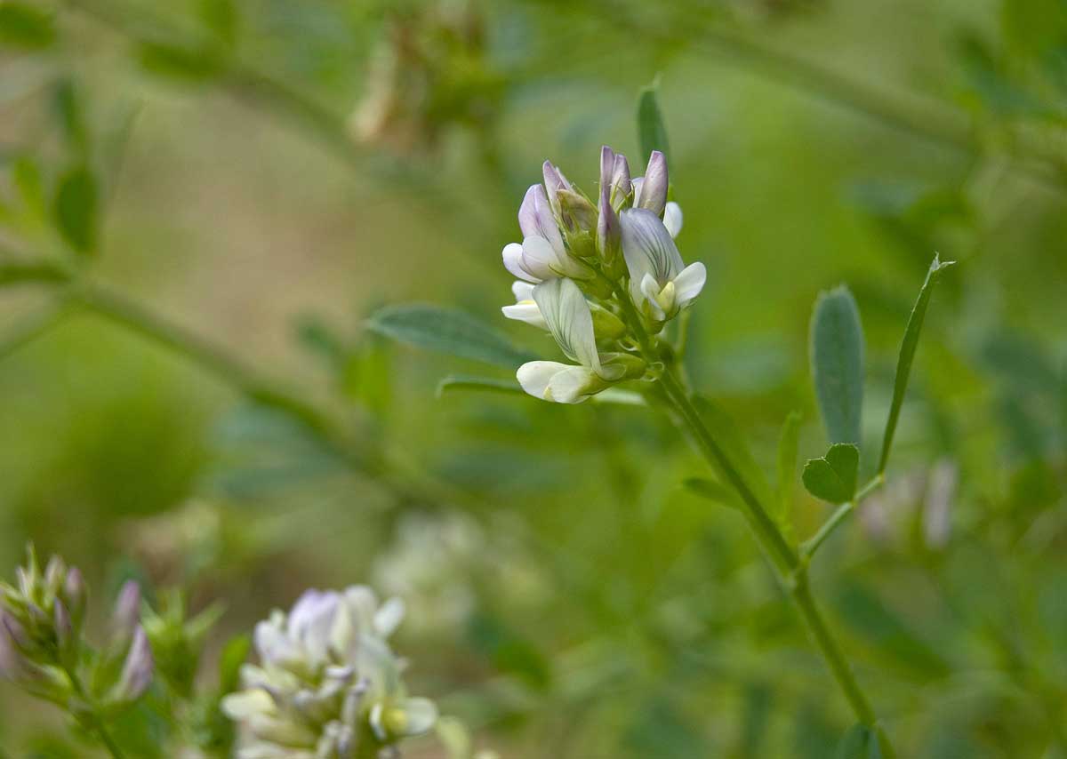 Изображение особи Medicago &times; varia.