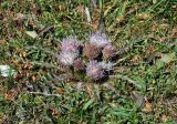 Cirsium esculentum. Цветущее растение. Таджикистан, Фанские горы, ущелье Куликалон, ≈ 2700 м н.у.м., пойменная терраса на берегу ручья. 04.08.2017.