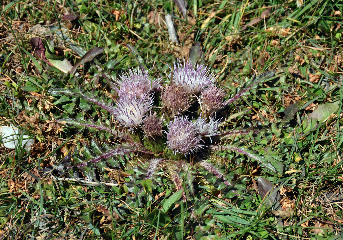 Изображение особи Cirsium esculentum.