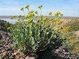 Haplophyllum eugenii-korovinii. Цветущее растение. Казахстан, вост. предгорья хр. Каратау, сев. кромка котловины оз. Кызылколь, галечниковые наносы на пестроцветах на склоне западной экспозиции. 9 мая 2017 г.