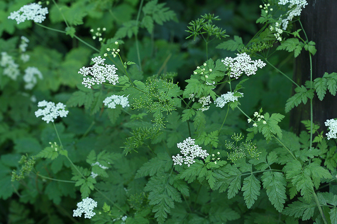 Изображение особи Chaerophyllum temulum.