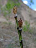 Equisetum variegatum. Побеги со стробилами. Беларусь, Гродненская обл., Новогрудский р-н, песчаный карьер, низинный хвощовый луг. 30.04.2014.