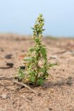 Chenopodium album