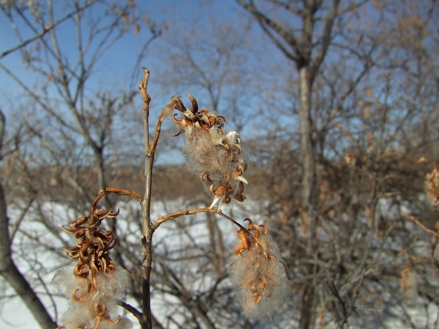 Image of Salix pseudopentandra specimen.