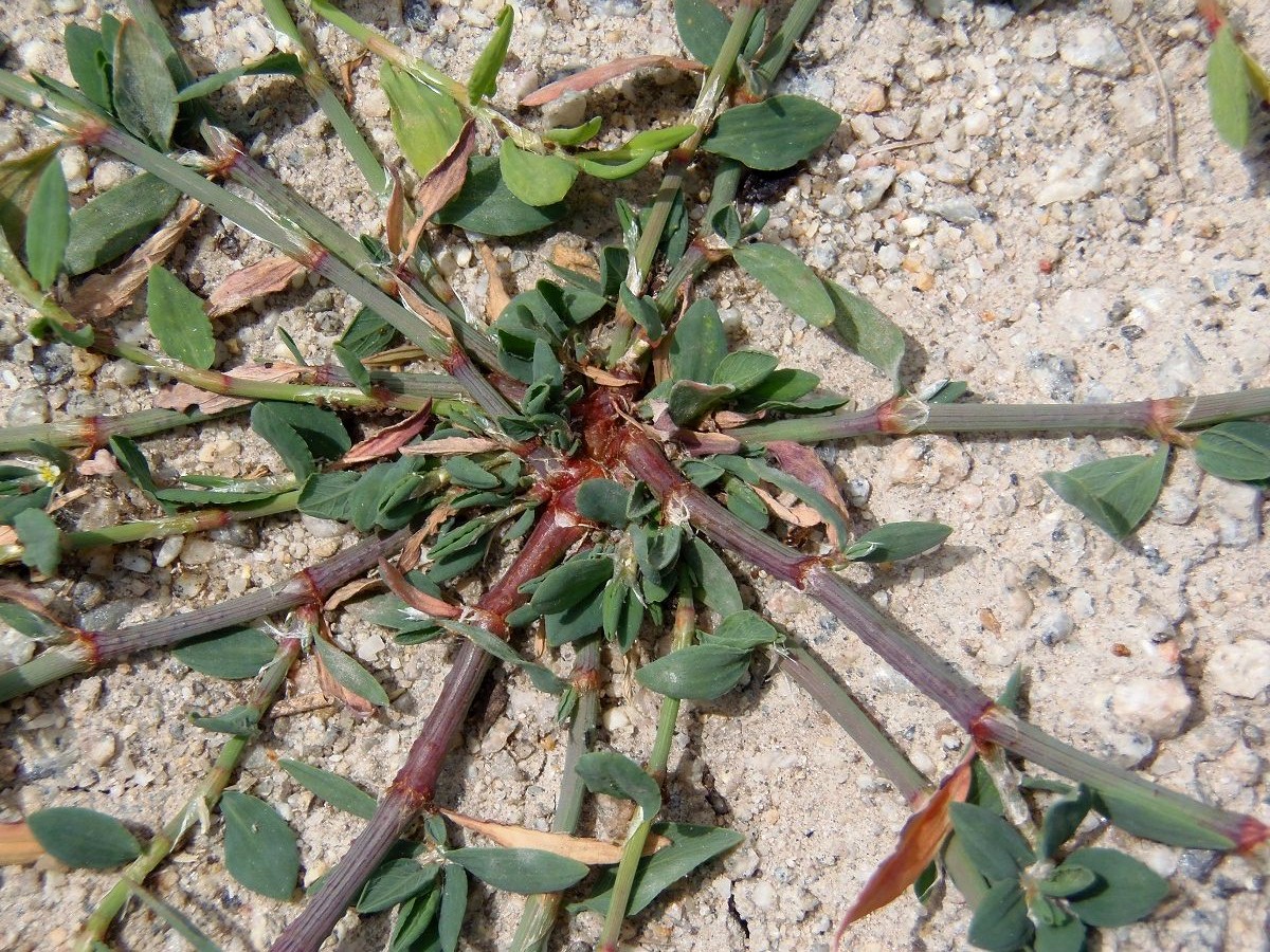 Image of Polygonum aviculare specimen.