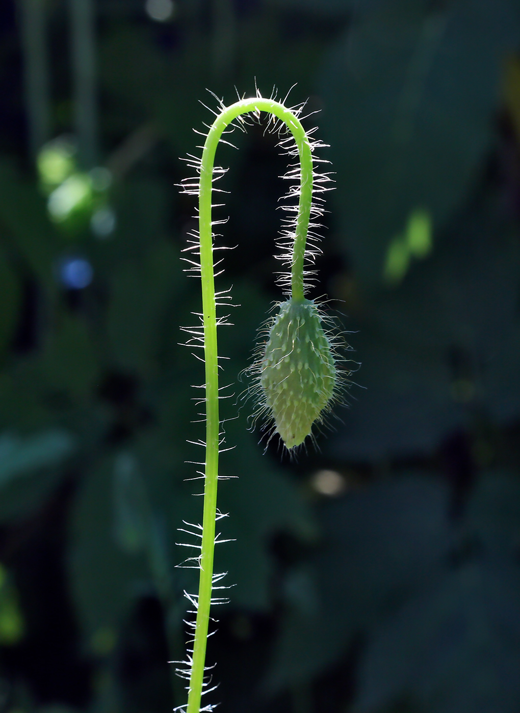 Изображение особи Papaver rhoeas.