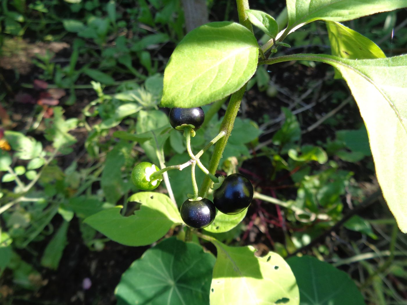 Image of Solanum retroflexum specimen.