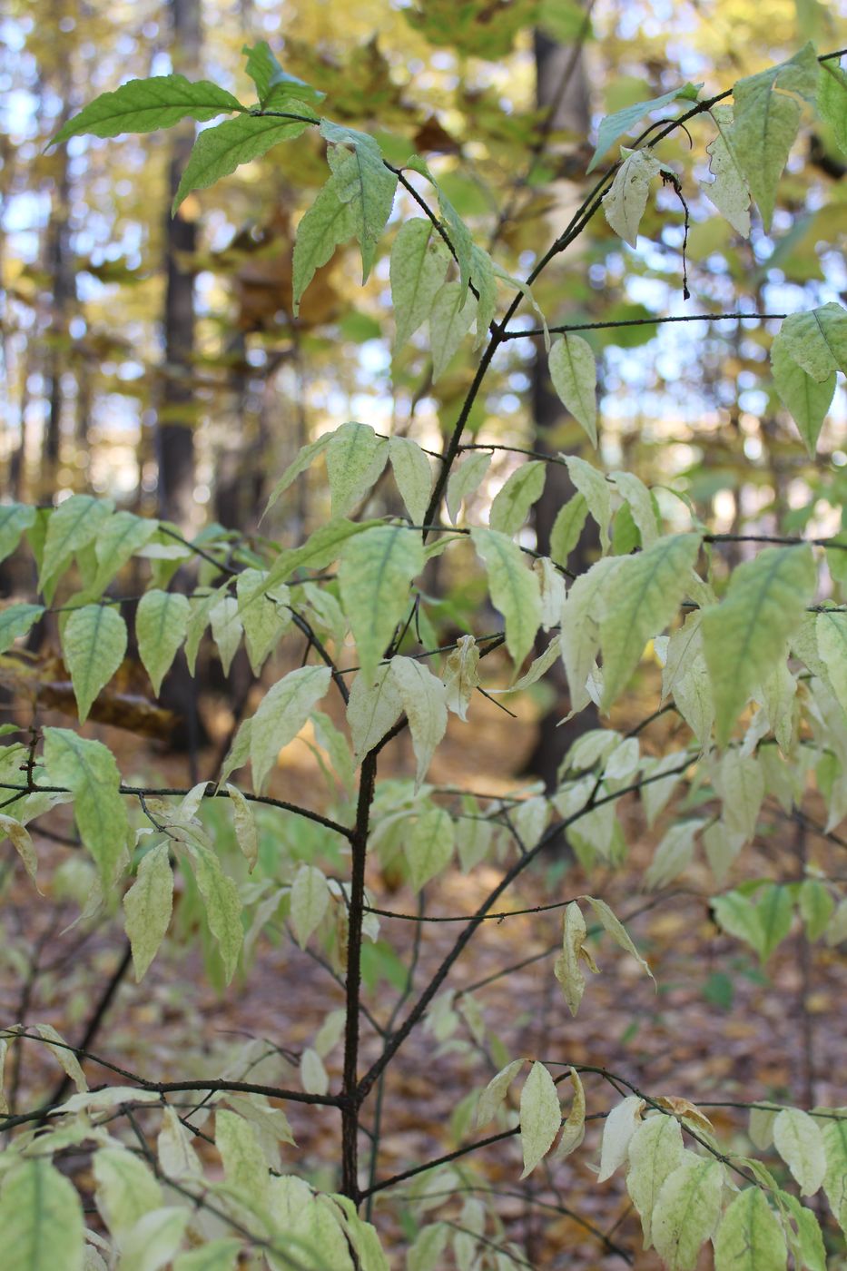 Изображение особи Euonymus verrucosus.