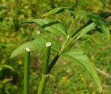 Sium latifolium. Поперечный срез высокорослого стебля с частями листа и пазушного побега (слева перевёрнутая часть срезанного стебля). Восточный Казахстан, г. Усть-Каменогорск, правый берег р. Иртыш, влажный луг. 30.07.2018.