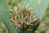 Allium haemanthoides