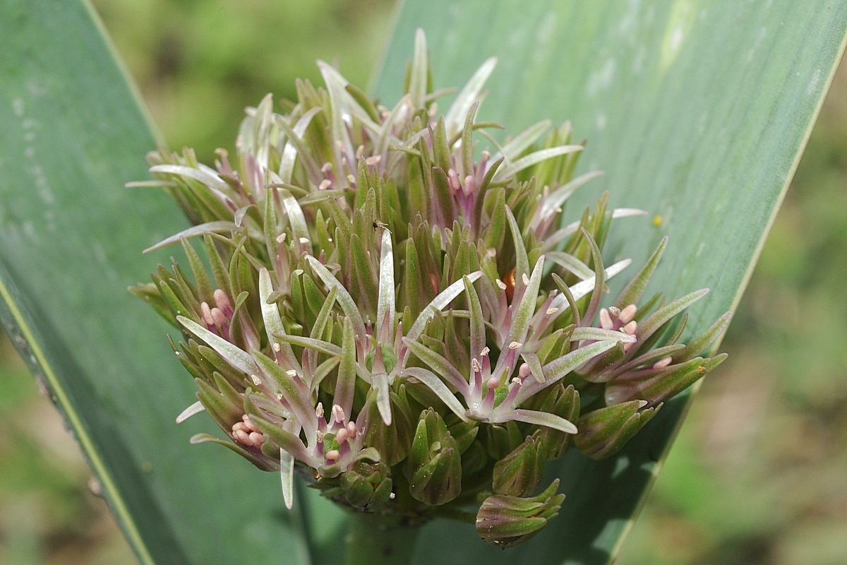 Изображение особи Allium haemanthoides.