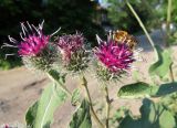 Arctium tomentosum. Верхушки побегов с соцветиями и фуражирующей пчелой-мегахилидой (самец Lithurgus cornutus). Томск, бурьянные заросли между проезжей частью улицы и забором частного дома. 11.07.2018.