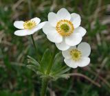 Anemonastrum sibiricum