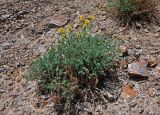 Corydalis stricta