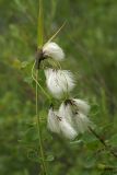 Eriophorum latifolium