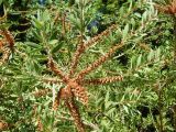 Callistemon phoeniceus. Плодоносящие ветви. Краснодарский край, городской округ Сочи, Сочи-Центр, Сочинский дендрарий, в культуре. Июль 2020 г.