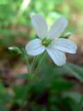 Cerastium pauciflorum