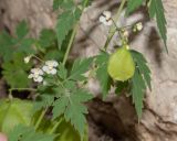 Cardiospermum halicacabum