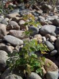 Thalictrum sparsiflorum