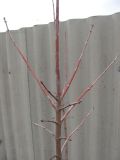 Acer tataricum