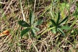 Potentilla goldbachii