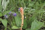 Orobanche alba