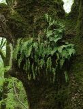 Polypodium vulgare. Растение на стволе дерева. Азербайджан, Ленкоранский р-н, гирканский лес. 11.04.2010.