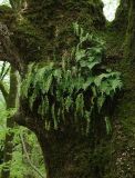 Polypodium vulgare