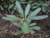 Rhododendron catawbiense