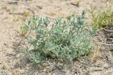 Climacoptera lanata. Вегетирующее растение. Узбекистан, Бухарская обл., окр. оз. Тудакуль, закреплённые пески. 4 мая 2022 г.