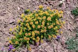 Rhodiola heterodonta