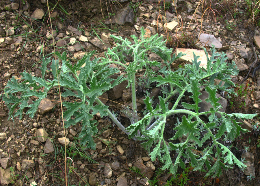 Изображение особи Crambe gibberosa.