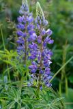 Lupinus polyphyllus. Верхушка побега с соцветием. Краснодарский край, Адлерский р-н, хр. Аибга, 1360 м н.у.м., обочина горнолыжной трассы в лесу. 29.07.2023.