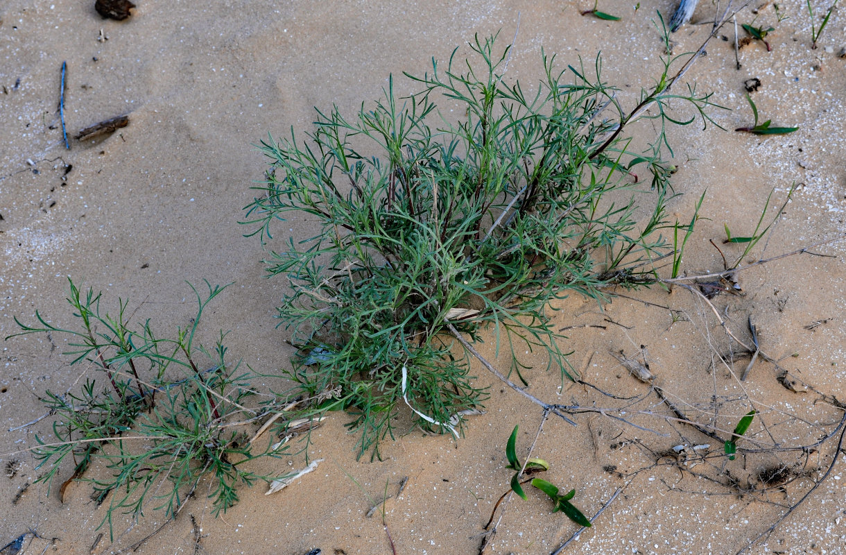 Изображение особи Artemisia tschernieviana.