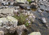 Epilobium anagallidifolium. Отцветающее и плодоносящее растение. Карачаево-Черкесия, Урупский р-н, хр. Загедан, долина Ацгарских озёр, ≈ 2600 м н.у.м., в каменистом водотоке между средними озёрами. 09.08.2023.