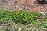 Oxalis corniculata. Цветущие растения. Израиль, г. Яффо, сорное. 06.04.2024.