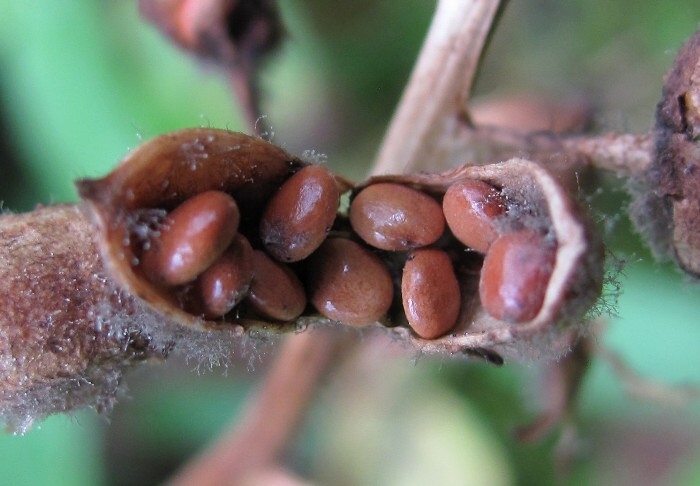 Изображение особи Menyanthes trifoliata.