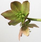 Helleborus niger