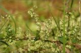 Fallopia dumetorum. Часть побега с соплодиями. Чувашия, окр. г. Шумерля, старая узкоколейка. 12 августа 2012 г.