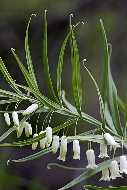 Изображение особи Polygonatum sewerzowii.