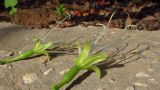 Agave attenuata