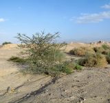 Vachellia tortilis ssp. raddiana