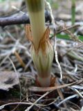 Equisetum sylvaticum