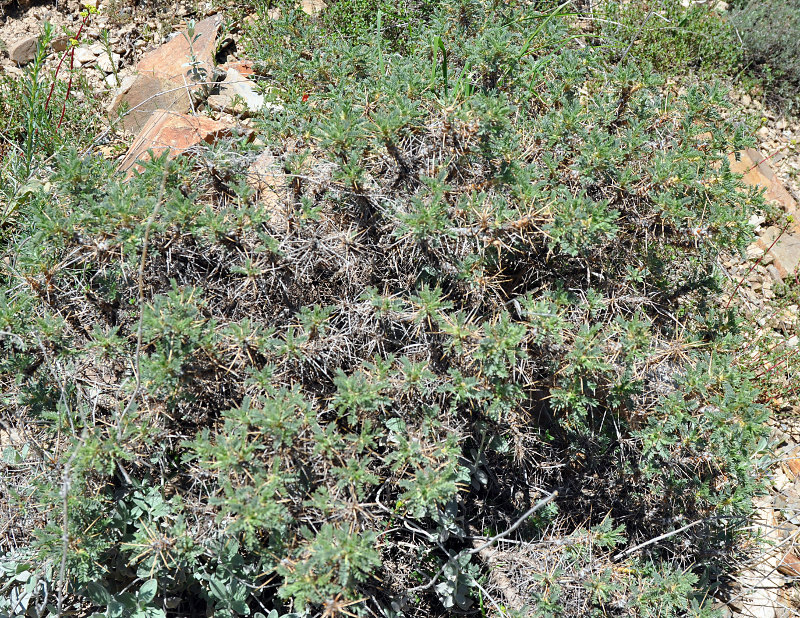 Изображение особи Astragalus microcephalus.